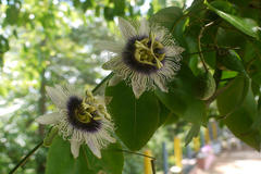 Passiflora edulis